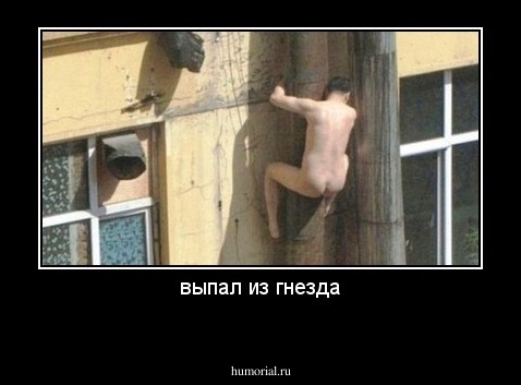 выпал из гнезда
