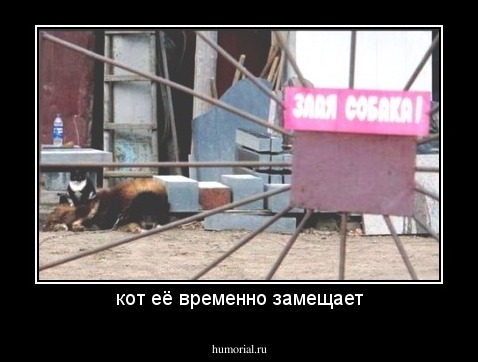 кот её временно замещает