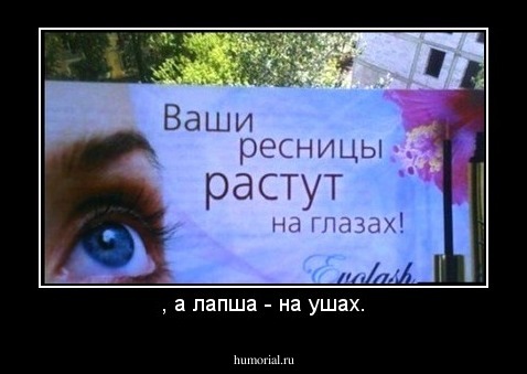 , а лапша - на ушах.