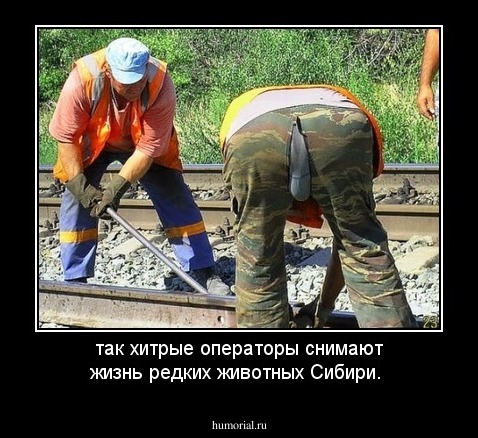 так хитрые операторы снимают жизнь редких животных Сибири.