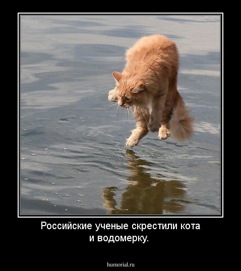 Российские ученые скрестили кота и водомерку.