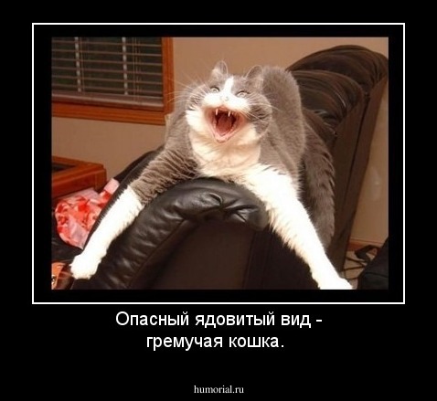 Опасный ядовитый вид - гремучая кошка.