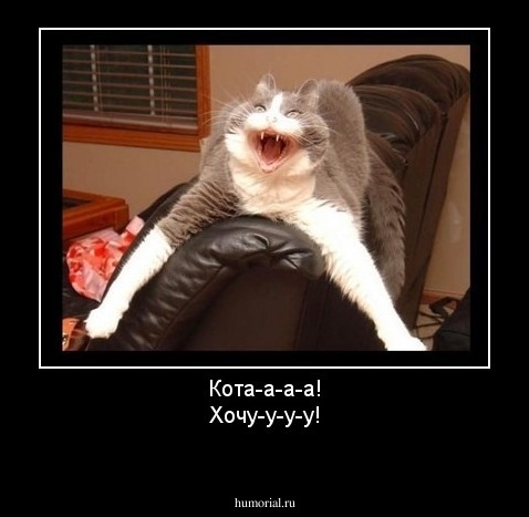 Кота-а-а-а!
Хочу-у-у-у!
