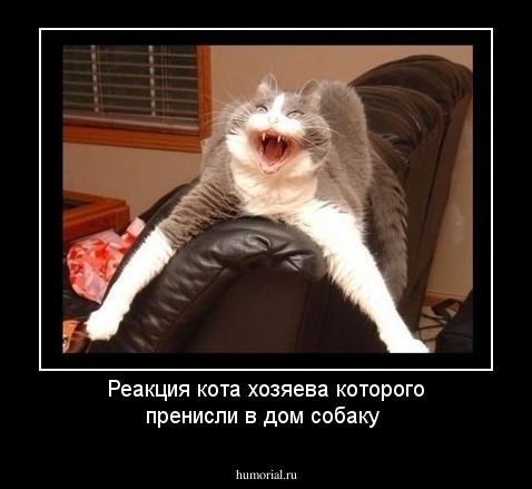 Реакция кота хозяева которого пренисли в дом собаку
