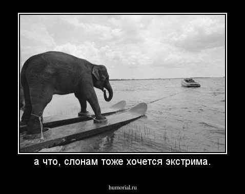 а что, слонам тоже хочется экстрима.