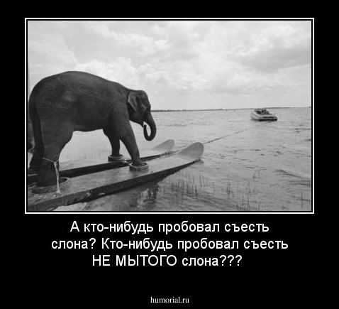 А кто-нибудь пробовал съесть слона? Кто-нибудь пробовал съесть НЕ МЫТОГО слона???