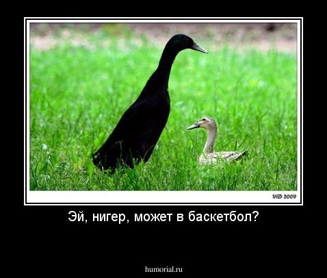 Эй, нигер, может в баскетбол?
