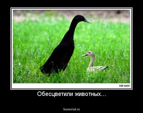 Обесцветили животных...