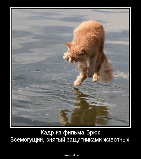 Кадр из фильма Брюс Всемогущий, снятый защитниками животных