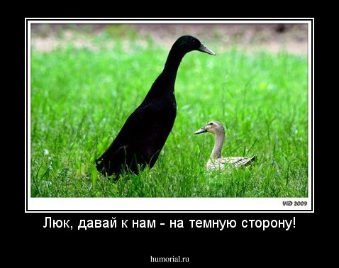 Люк, давай к нам - на темную сторону!