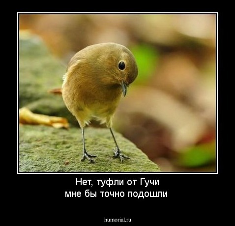 Нет, туфли от Гучи мне бы точно подошли