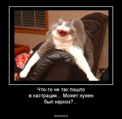 Что-то не так пошло в кастрации... Может нужен был наркоз?..
