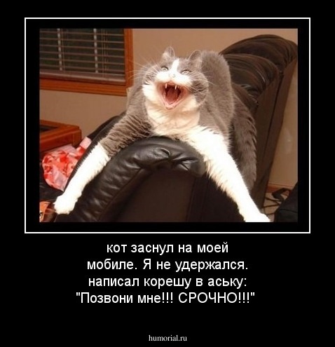 кот заснул на моей мобиле.
Я не удержался. написал корешу в аську: "Позвони мне!!! СРОЧНО!!!"