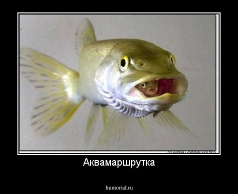 Аквамаршрутка