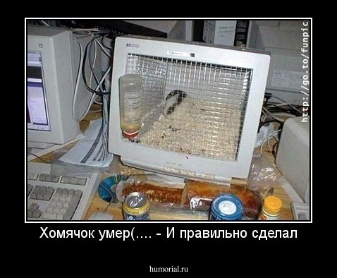 Хомячок умер(.... - И правильно сделал