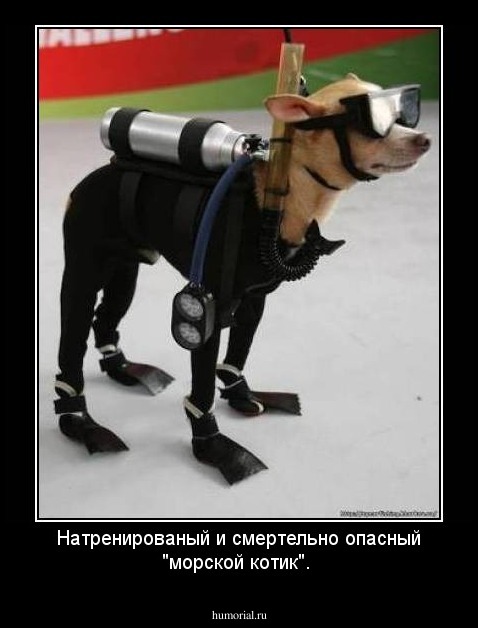 Натренированый и смертельно опасный "морской котик".