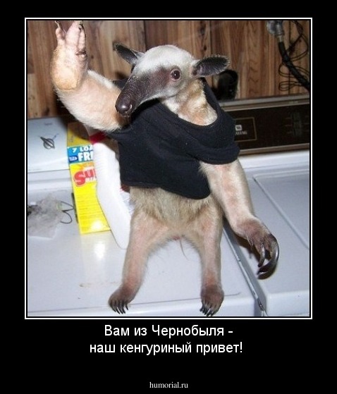 Вам из Чернобыля - наш кенгуриный привет!