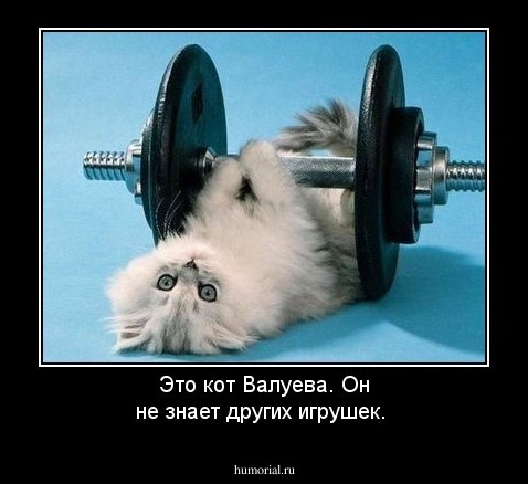 Это кот Валуева. Он не знает других игрушек.