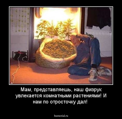 Мам, представляешь, наш физрук увлекается комнатными растениями! И нам по отросточку дал!