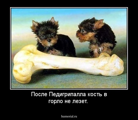 После Педигрипалла кость в горло не лезет.