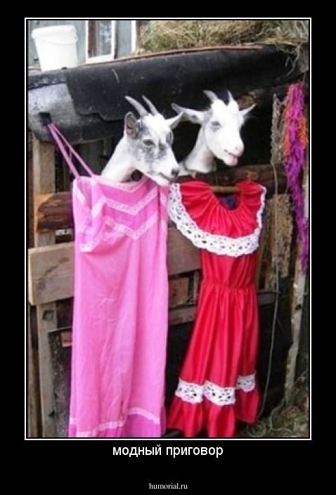 модный приговор