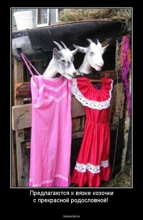 Предлагаются к вязке козочки с прекрасной родословной!