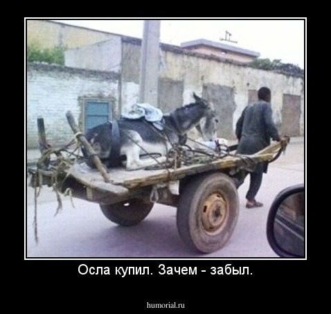 Осла купил. Зачем - забыл.