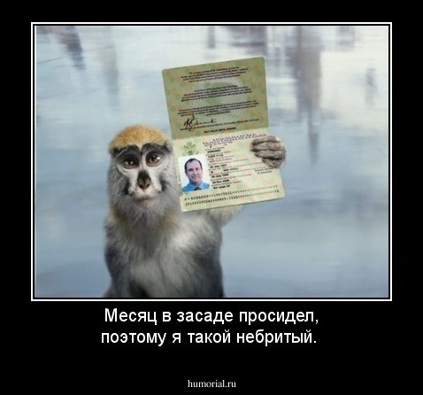 Месяц в засаде просидел, поэтому я такой небритый.