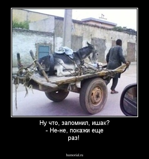 Ну что, запомнил, ишак? - Не-не, покажи еще раз! 