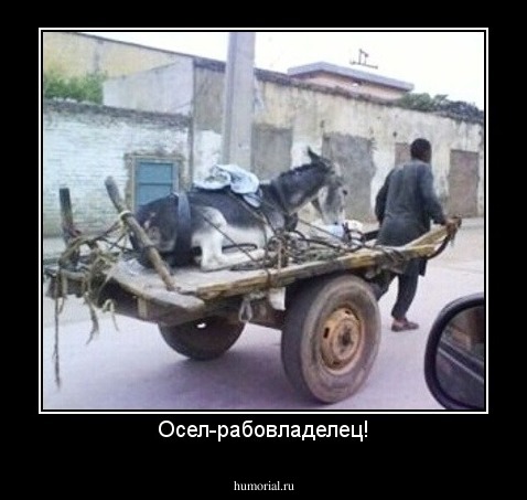 Осел-рабовладелец!