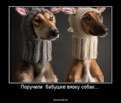 Поручили  бабушке вязку собак... 