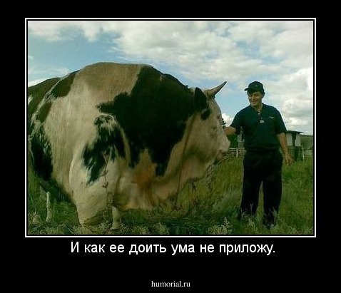  И как ее доить ума не приложу.