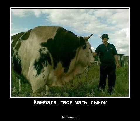 Камбала, твоя мать, сынок