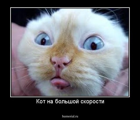 Кот на большой скорости