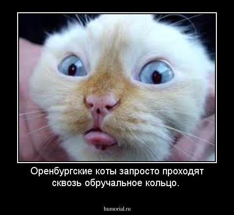 Оренбургские коты запросто проходят сквозь обручальное кольцо.