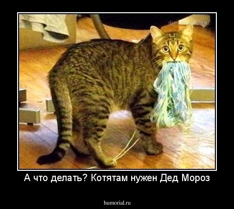 А что делать? Котятам нужен Дед Мороз