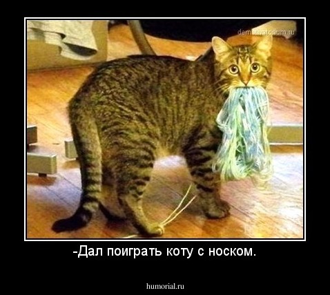 -Дал поиграть коту с носком.