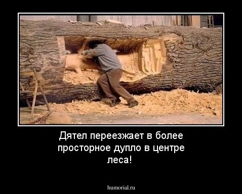 Дятел переезжает в более просторное дупло в центре леса!