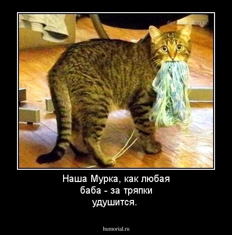 Наша Мурка, как любая баба - за тряпки удушится.