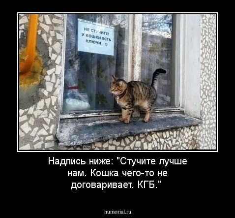 Надпись ниже: "Стучите лучше нам. Кошка чего-то не договаривает. КГБ."
