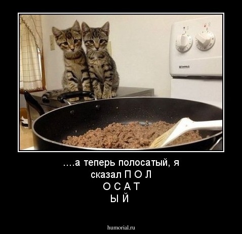....а теперь полосатый, я сказал П О Л О С А Т Ы Й