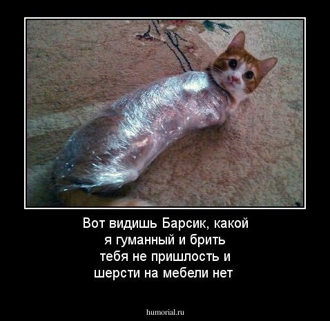 Вот видишь Барсик, какой я гуманный и брить тебя не пришлость и шерсти на мебели нет