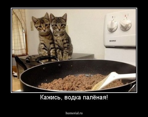 Кажись, водка палёная!