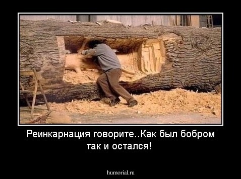 Реинкарнация говорите..Как был бобром так и остался!