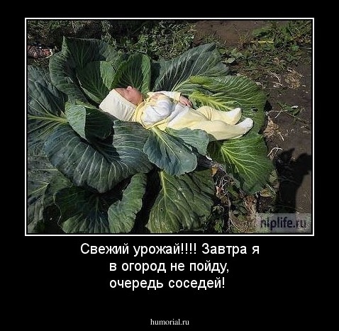 Свежий урожай!!!! Завтра я в огород не пойду, очередь соседей!