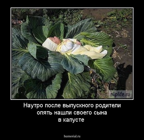 Наутро после выпускного родители опять нашли своего сына в капусте