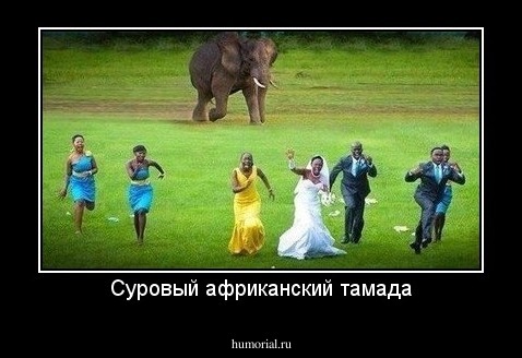 Суровый африканский тамада