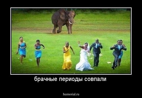 брачные периоды совпали 