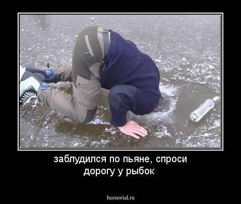 заблудился по пьяне, спроси дорогу у рыбок