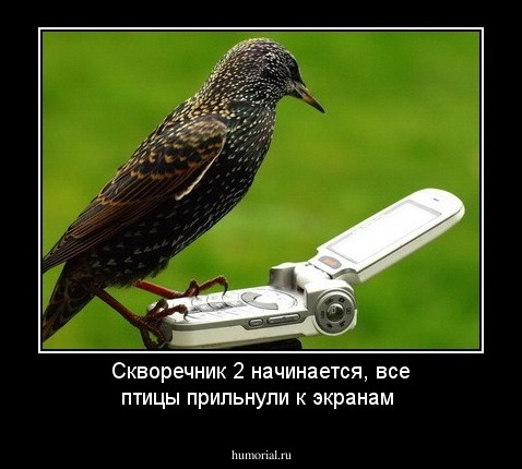 Скворечник 2 начинается, все птицы прильнули к экранам